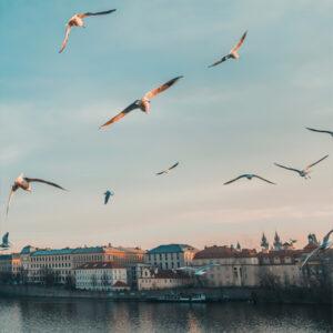 Зимове небо03