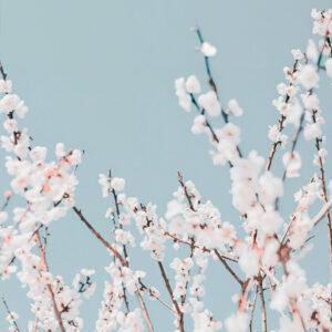 Букет лютиків03