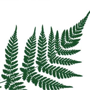 Папороть07
